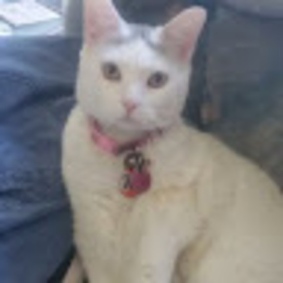 Meet your Posher, Kelly - Picture 1 of 1